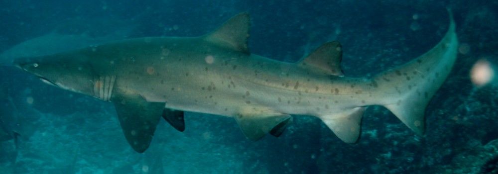 e0a76194-0112-42f9-a9ee-bd2835a0232e