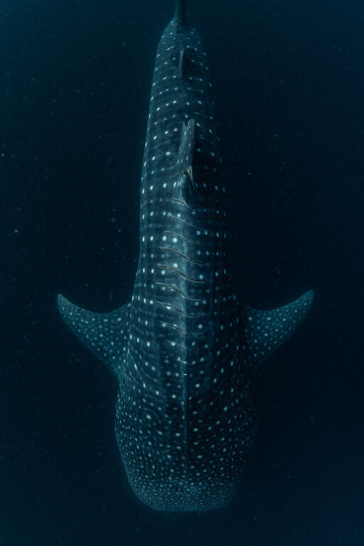 4ae899b3-082c-42c9-ac49-1ec4b6511afa