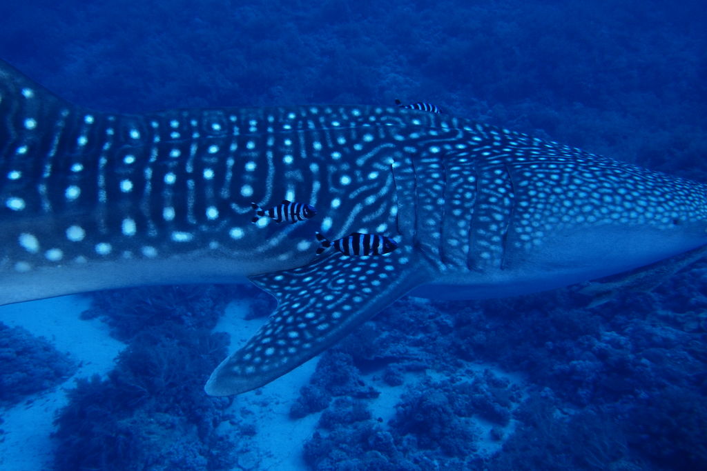 38398800-492d-4cc1-be6d-7cf0a79cab1e