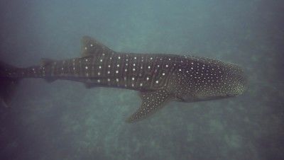 e52d9a45-291b-4944-8694-4b3ae94da9d4