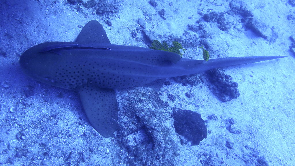 4e0742f1-eaa8-4210-9db5-6673cc76e04a