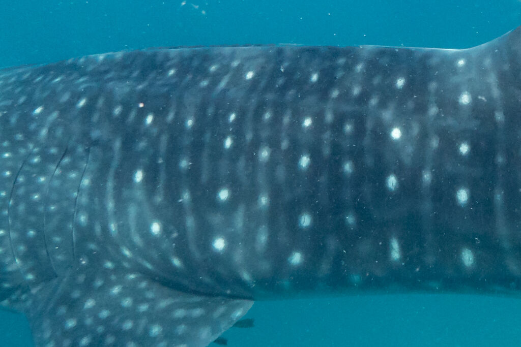 68cc9d82-b626-46b8-a124-c55927560f19