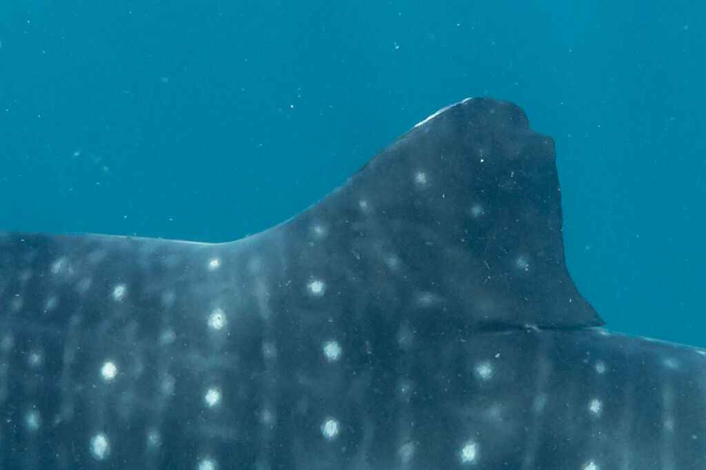 68cc9d82-b626-46b8-a124-c55927560f19