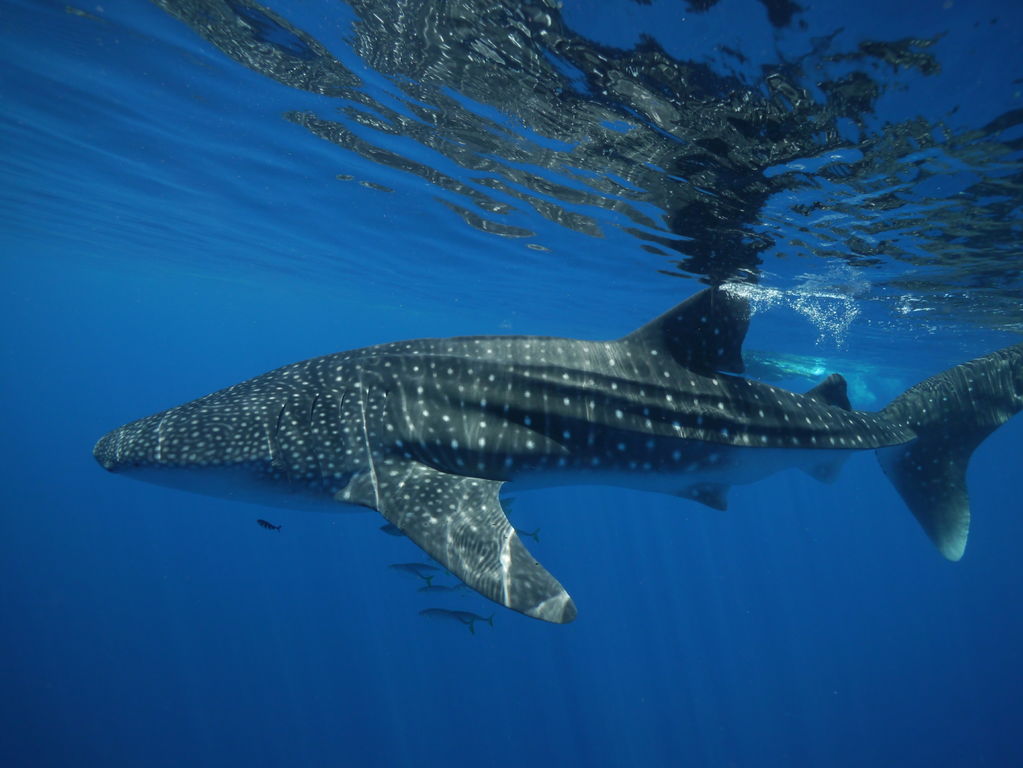 c5395726-2fed-4d74-900b-fe6c28fddeb9