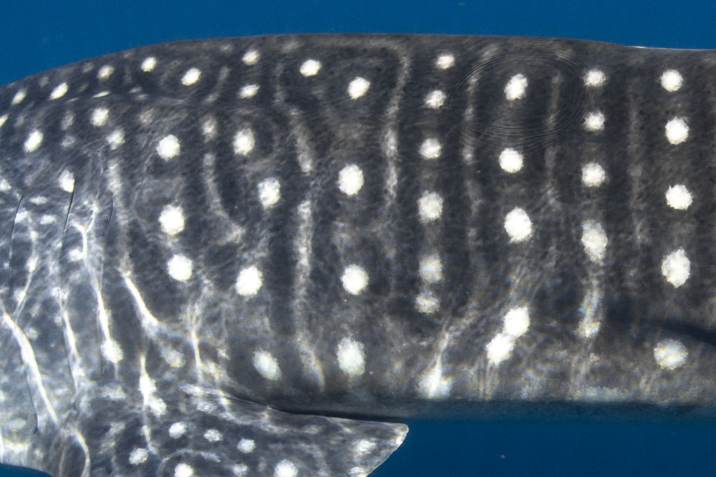 7295d6ff-a3c0-4831-b764-463348fdfc6d