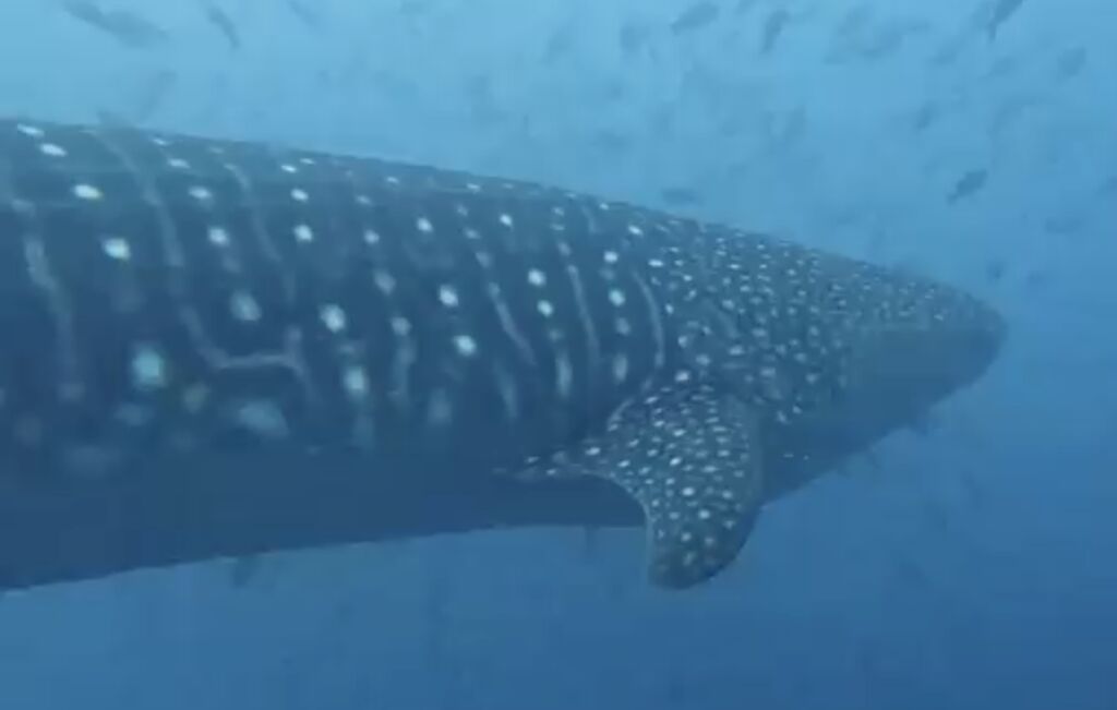 e9e74dfc-2fa2-4354-ae70-44e64fe5360c