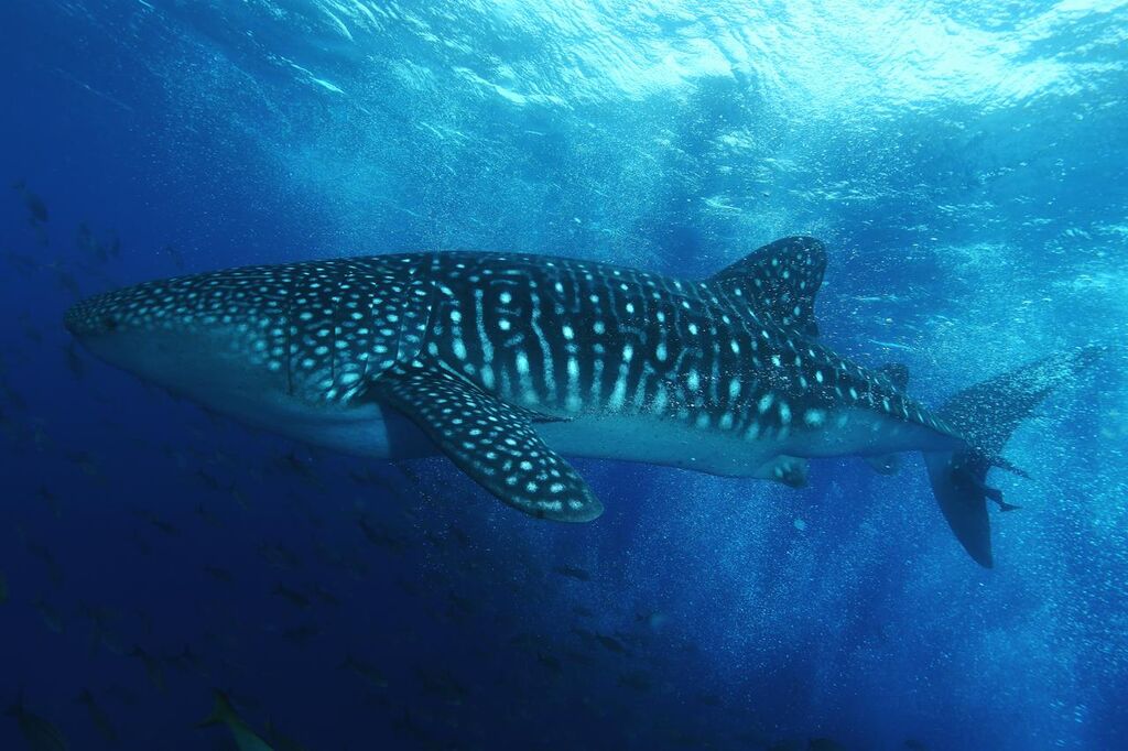 e9e74dfc-2fa2-4354-ae70-44e64fe5360c