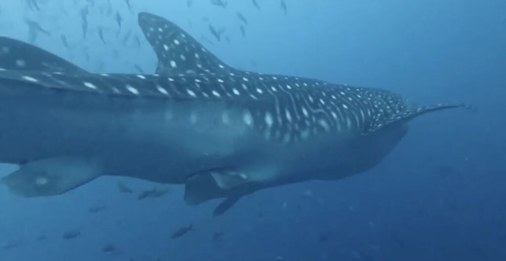 e9e74dfc-2fa2-4354-ae70-44e64fe5360c