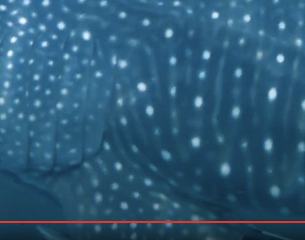 45594aa2-04bd-4a0b-9919-f27f2836024f