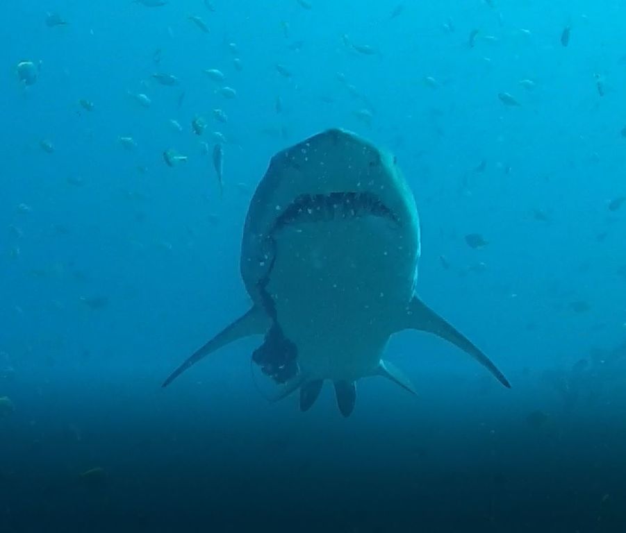 4820c97a-95cc-4457-9baa-42fef0697467