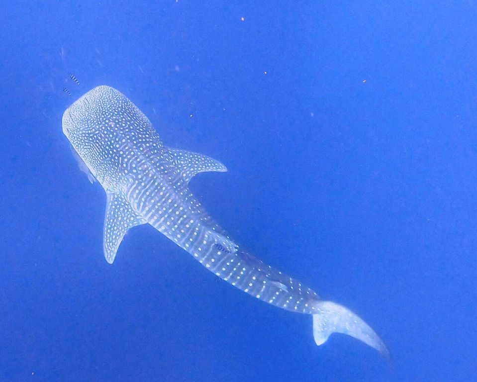 770f9d0a-0107-4455-b32d-a8d2e797d3f5