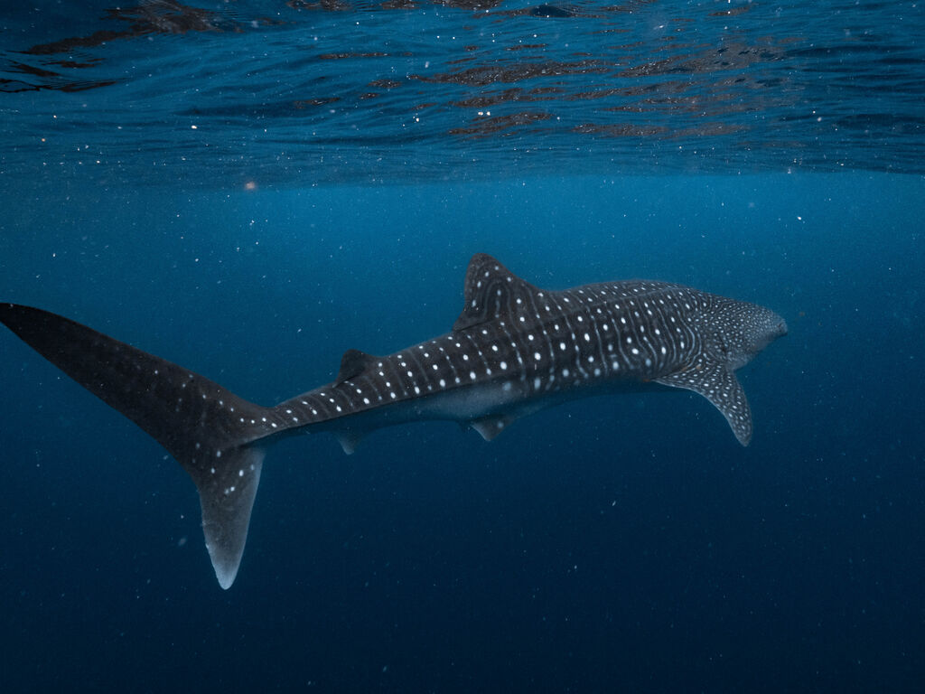 4ba89fcf-38d7-4642-a077-27f51f177dbb