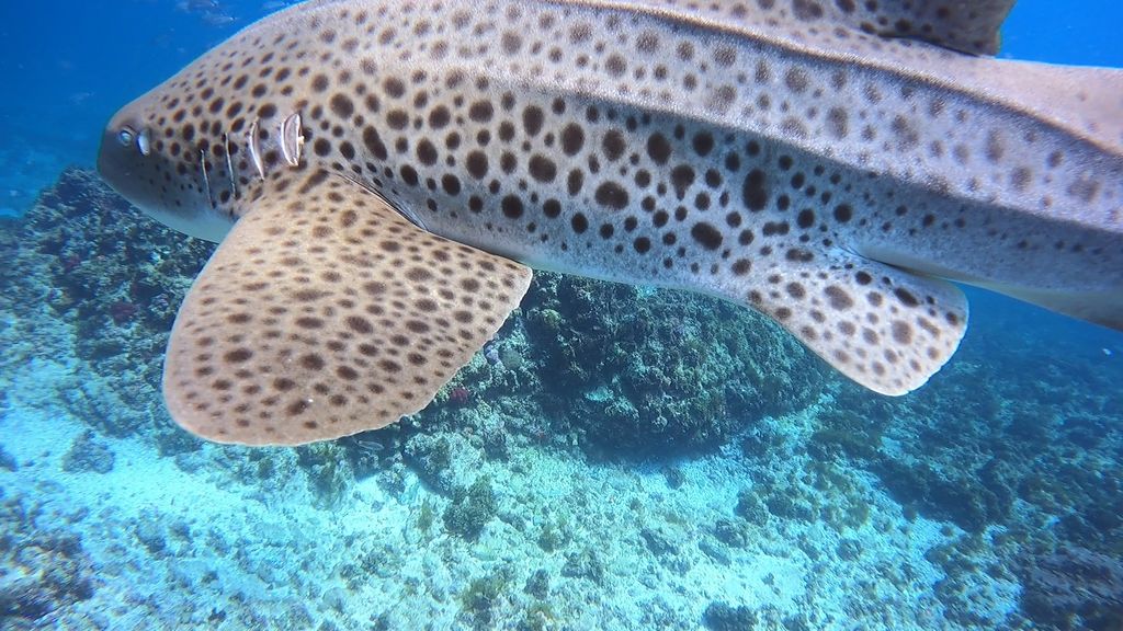 5d358f08-383b-4002-a482-1d7d530aa99a