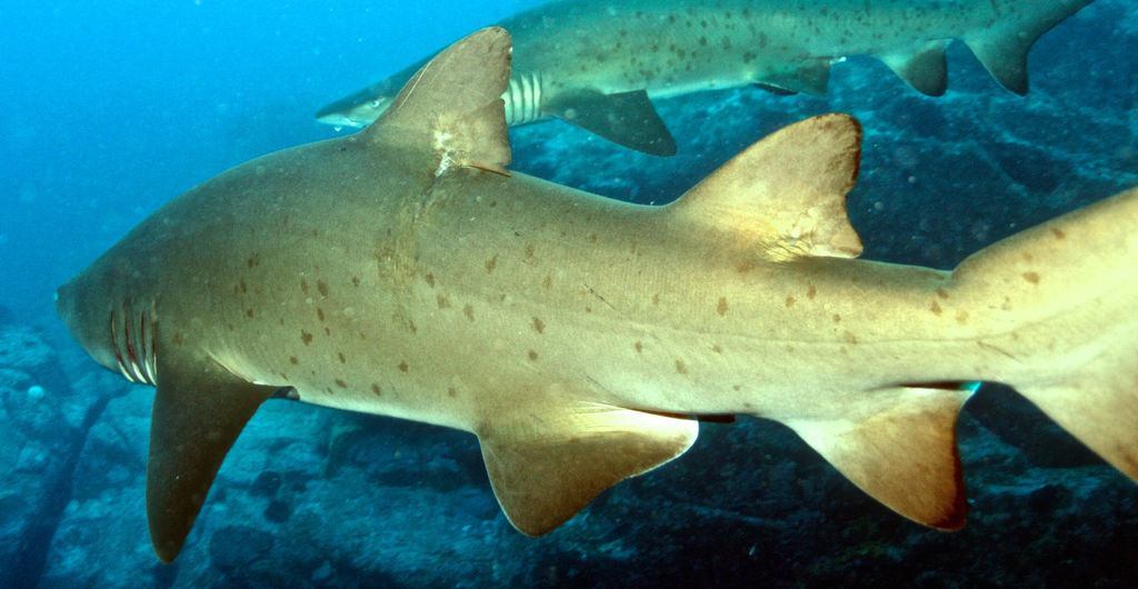 663816f0-b08f-4224-a1d2-ca365635aeef