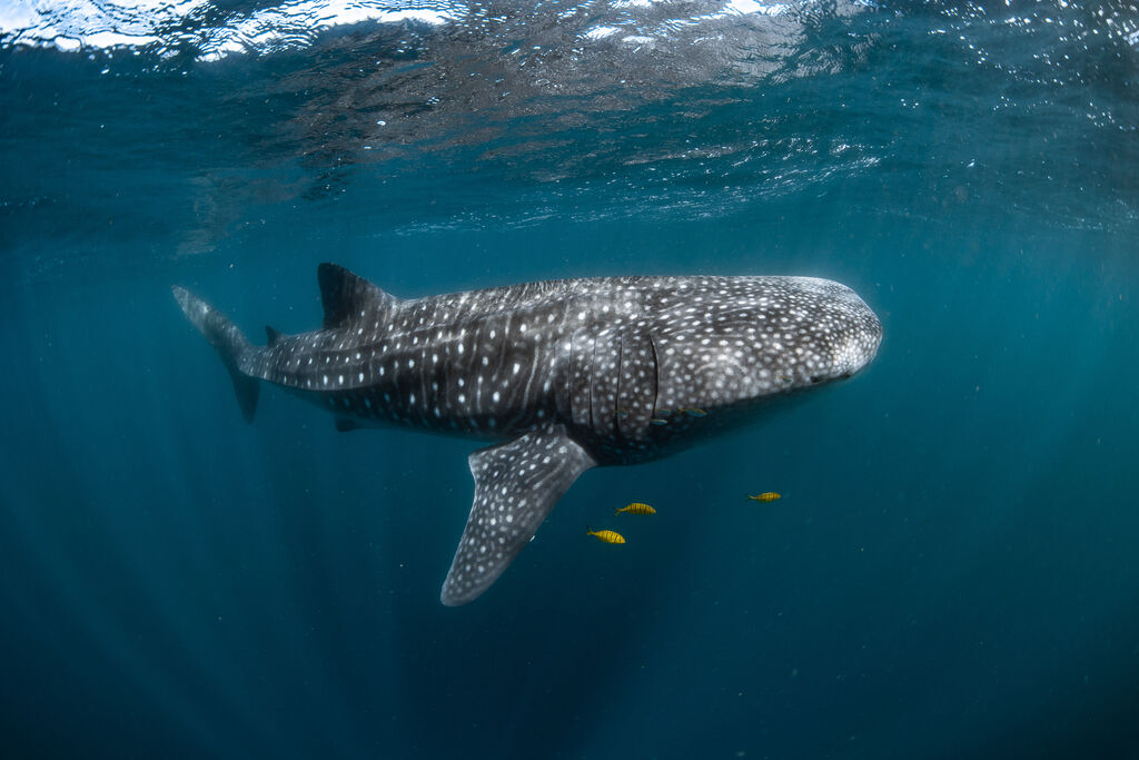 f15ff2f7-6cb2-4113-bf83-be26fc2304a0