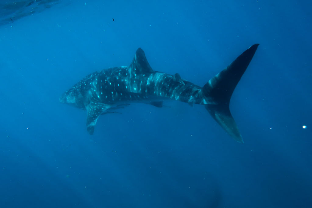 2a66702d-a72d-4196-b483-1a72730f5047