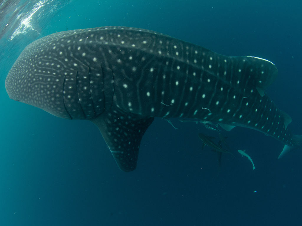 162405c2-f38a-4b49-b613-aa8de072bd49