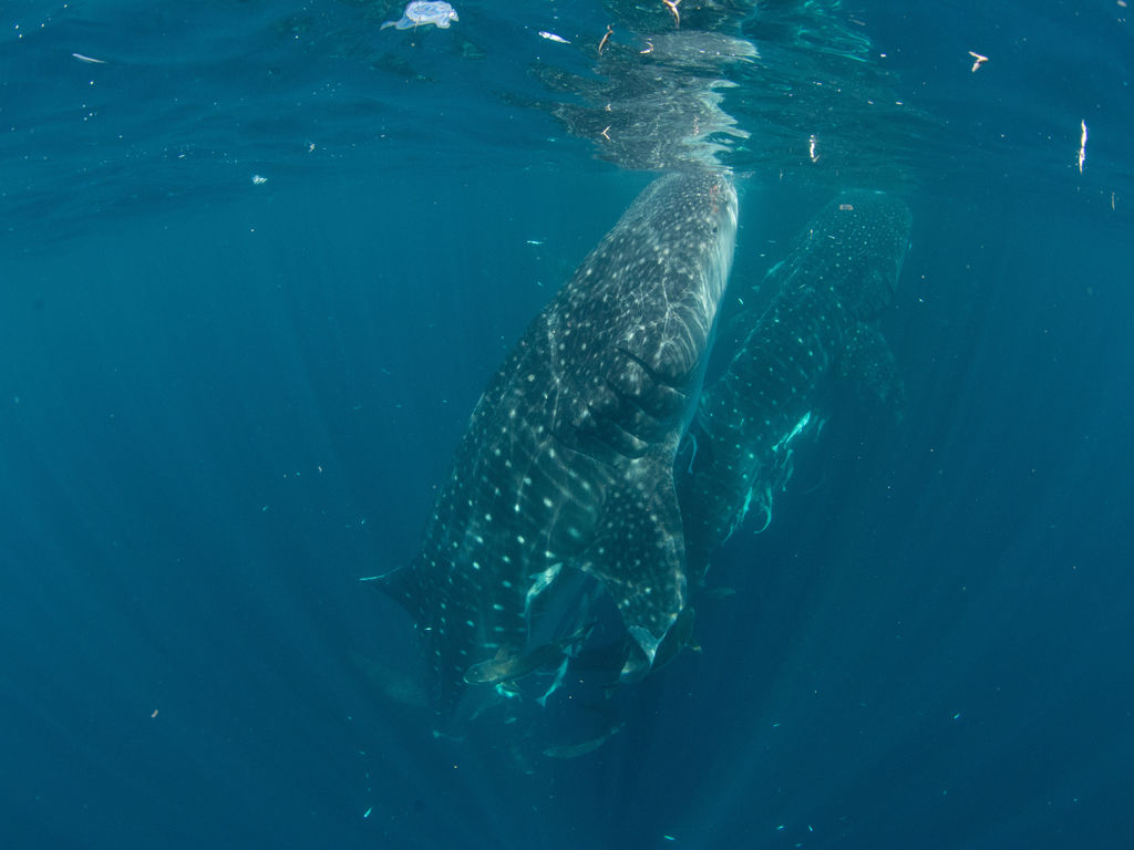 162405c2-f38a-4b49-b613-aa8de072bd49