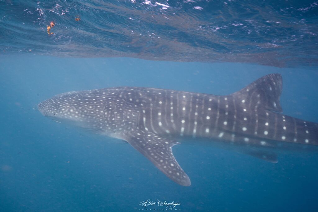 f925834a-f37c-48ac-b9d1-c3992a2010a8