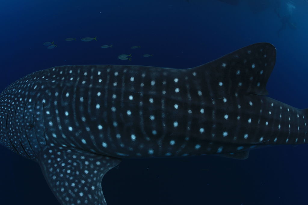 742d4923-4576-4487-8bd4-fbb44d9b1dab