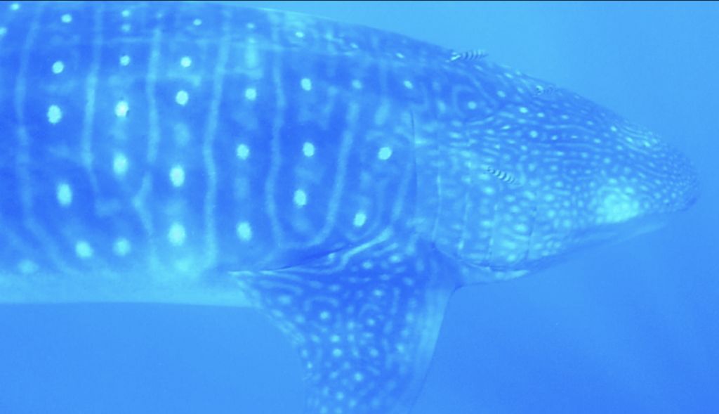 01c860b3-599d-4215-aa2d-61a740a39438