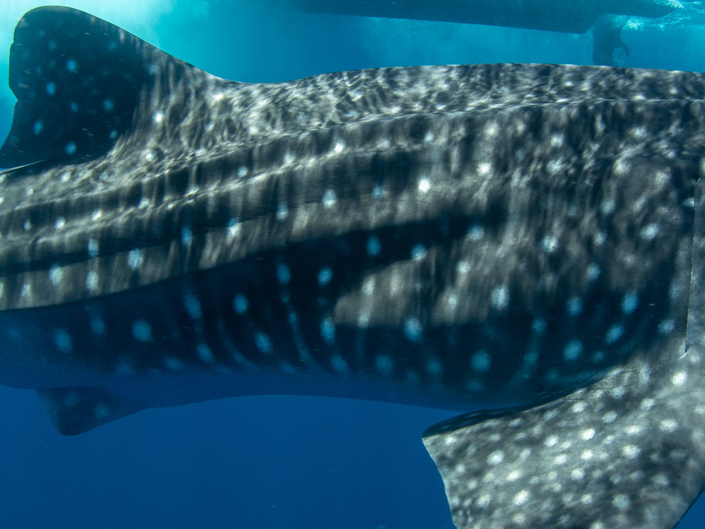 982bf1ca-c459-4ab8-85e6-4819158dc046