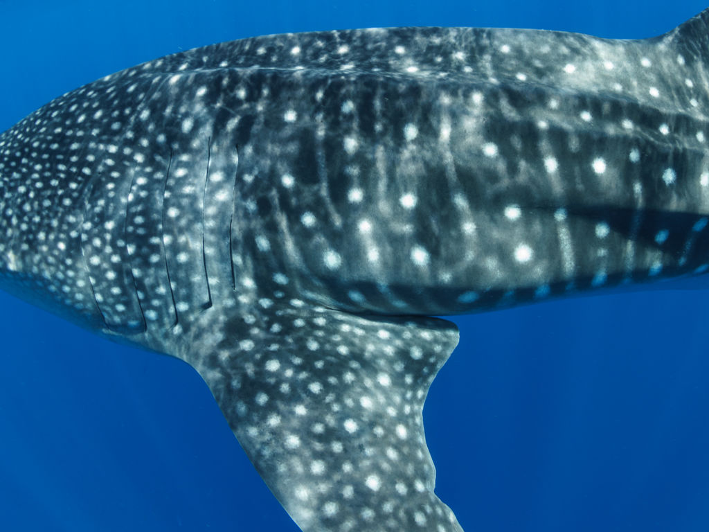 982bf1ca-c459-4ab8-85e6-4819158dc046