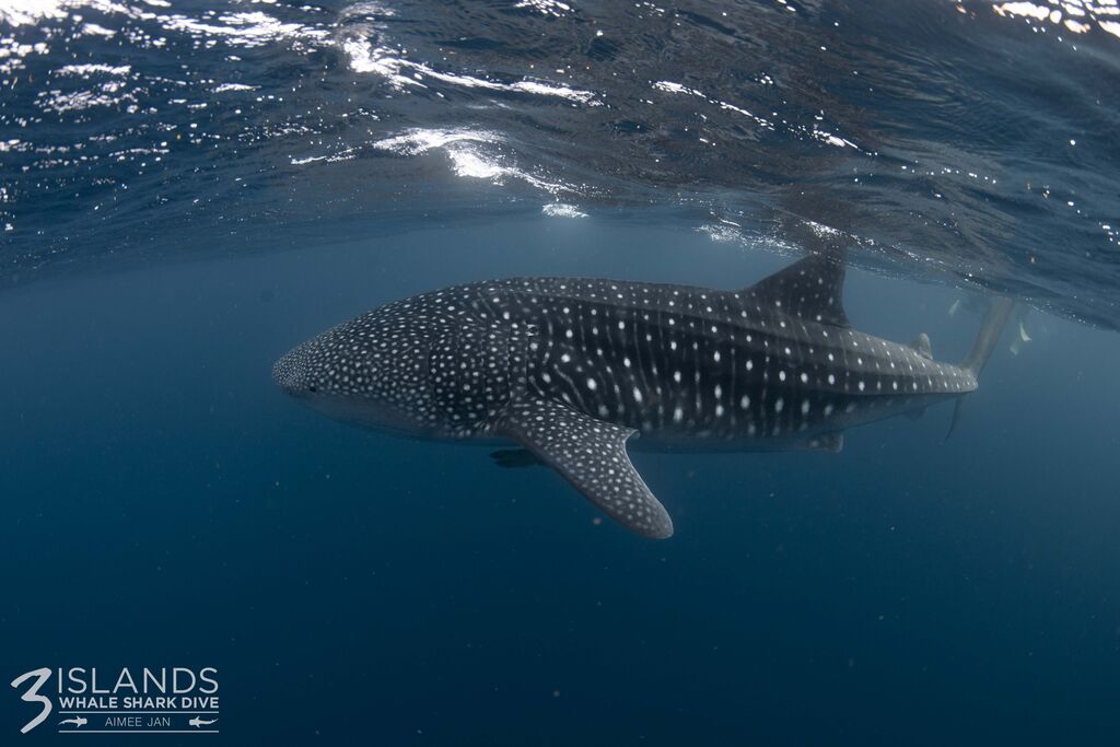 33b153cd-d5bc-4a6c-97a4-021bc8c2da9f