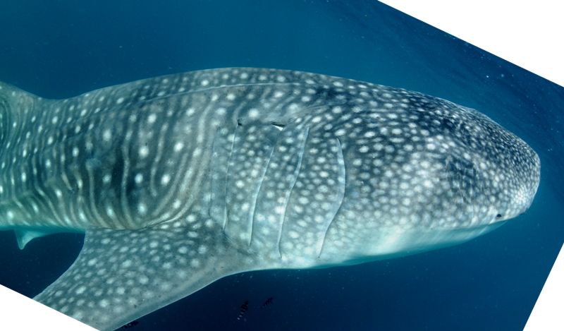 a4029d4f-2fb0-42a8-87fb-30678cc896ce