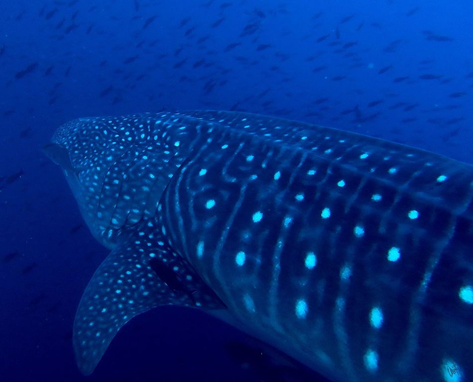 f7e0c563-7a0a-420c-ada7-f58660e88efe