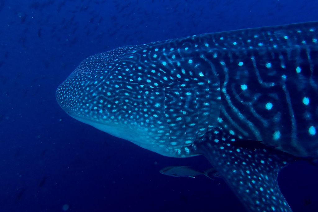 f7e0c563-7a0a-420c-ada7-f58660e88efe