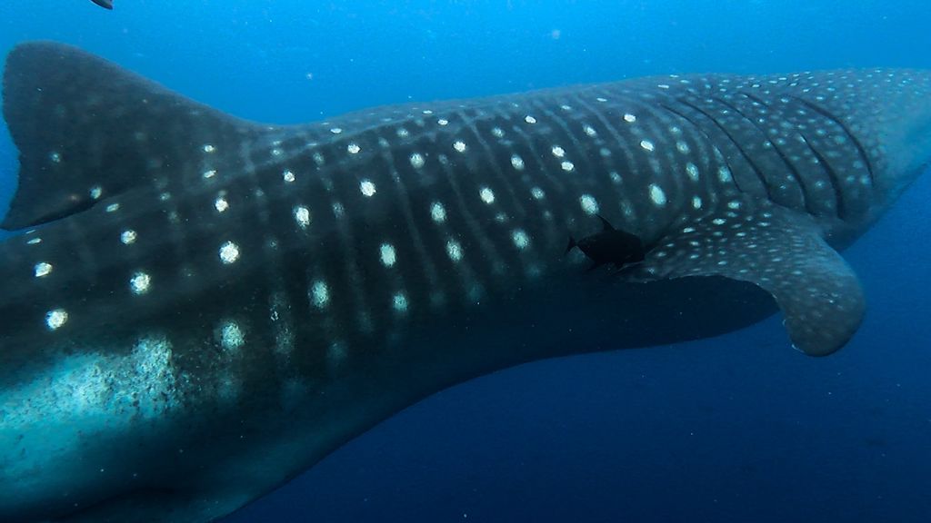 77ec90c6-53f3-4017-98c0-2add5a778023