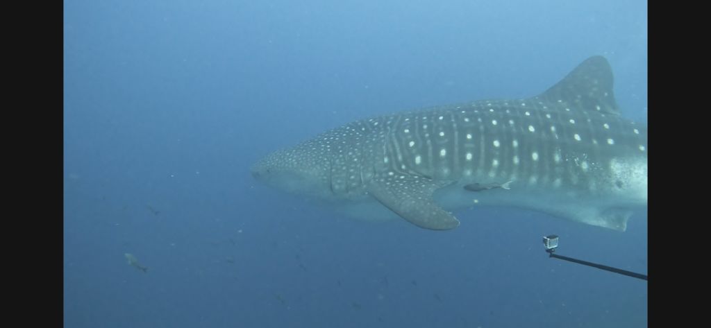 77ec90c6-53f3-4017-98c0-2add5a778023