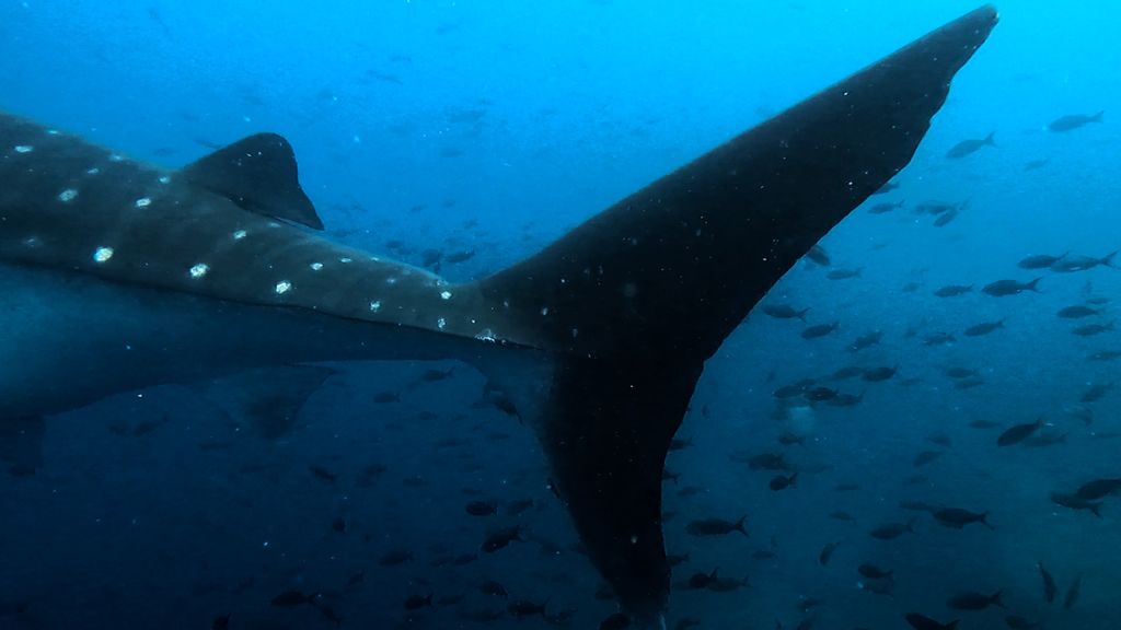 77ec90c6-53f3-4017-98c0-2add5a778023