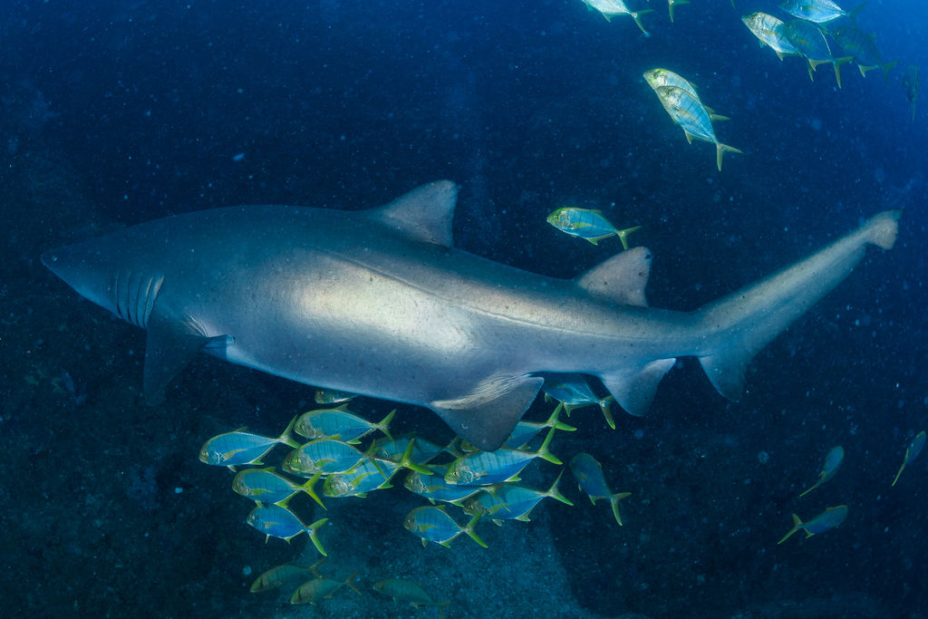 04fcf6d5-049d-4ce1-88d5-06d50bc1a637