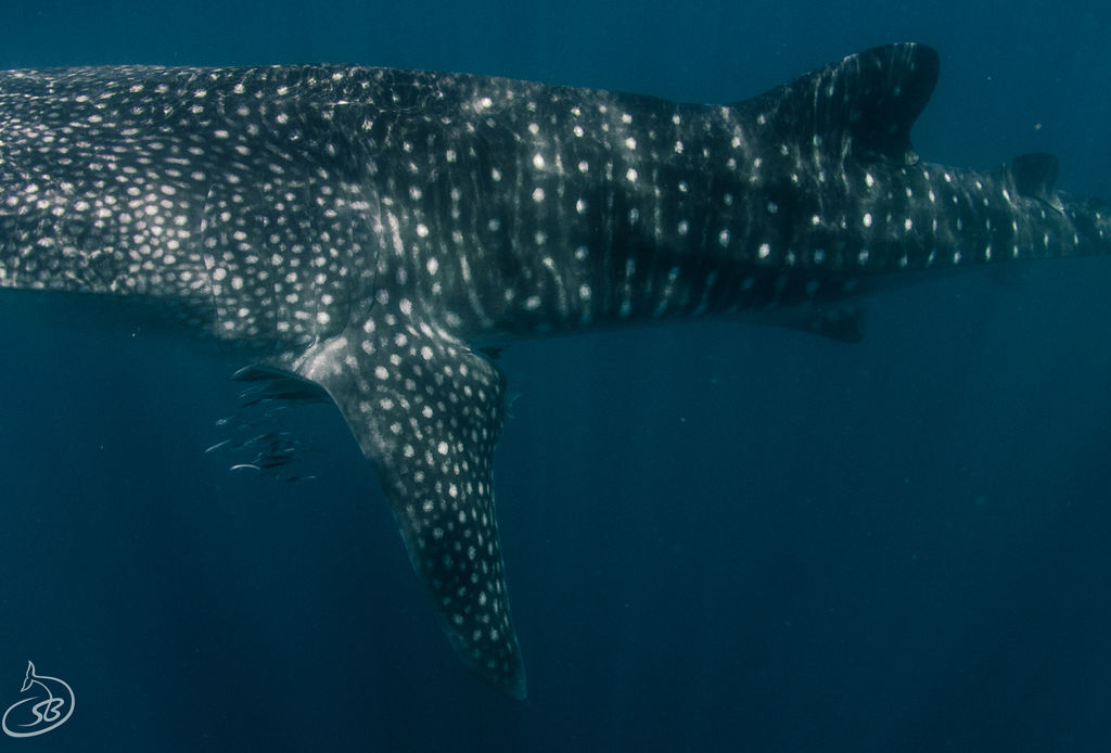 2b6acd28-87ea-4ea4-b39c-6912f70bdb12