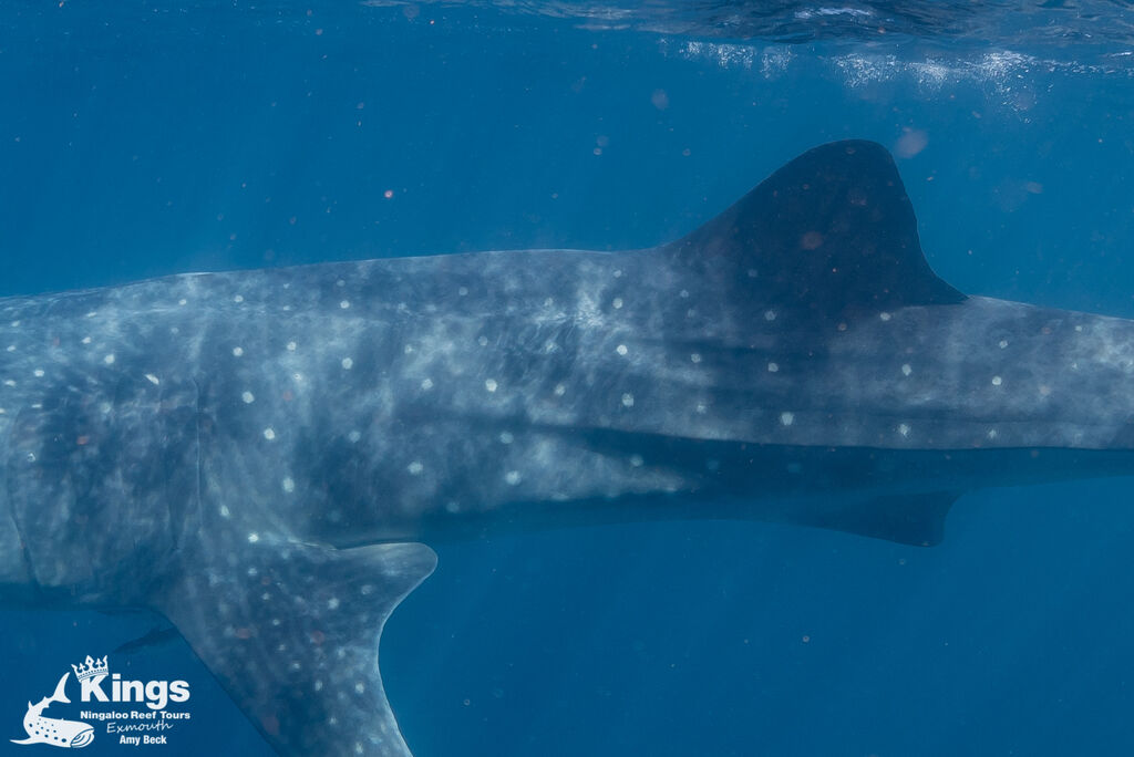 7af9e7cd-7650-462a-b555-3d3a57e1bf21