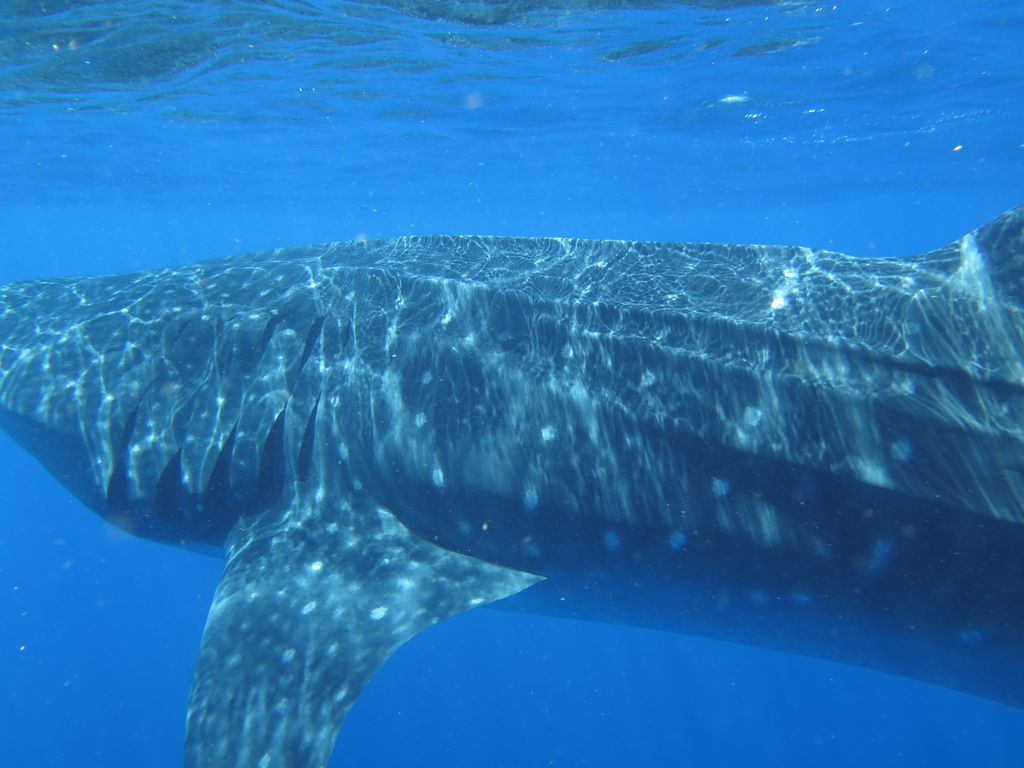 3492991b-4aca-49d5-96a3-9c3da759d525