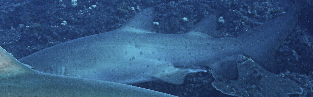 75db17ea-c9aa-4903-b503-eceb9d8f8e18