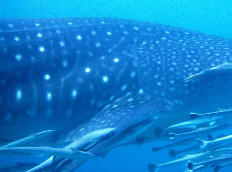 6e87c86a-1442-4e07-98d4-1b2ca9b8d36b