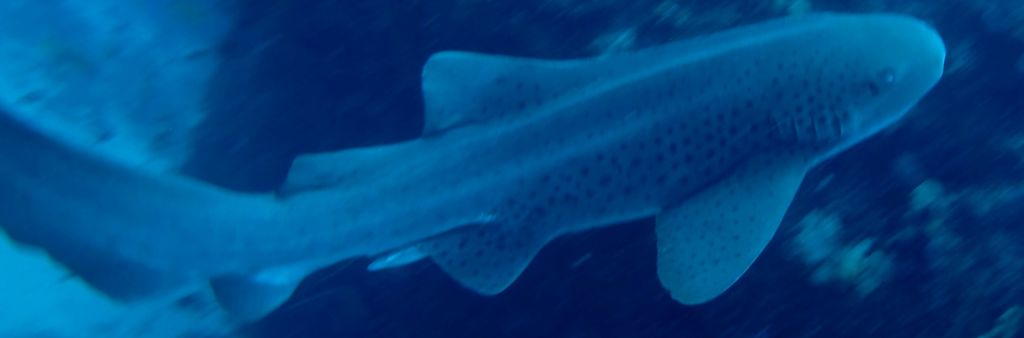 a11a65e9-c21d-4098-8232-01813f5c7236