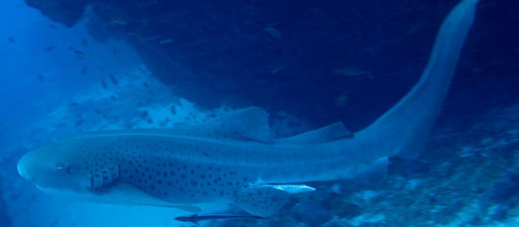 a11a65e9-c21d-4098-8232-01813f5c7236