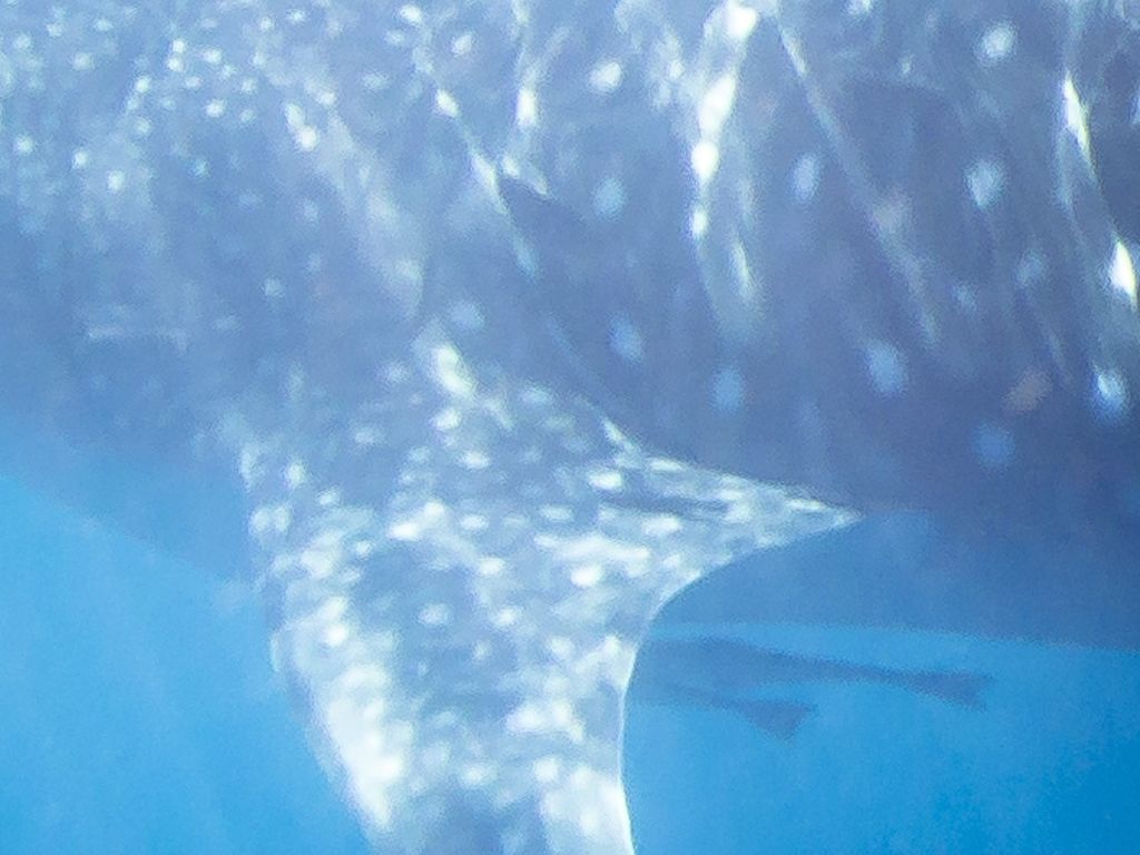 82425d79-b021-4daf-a7a4-9638936bca4c