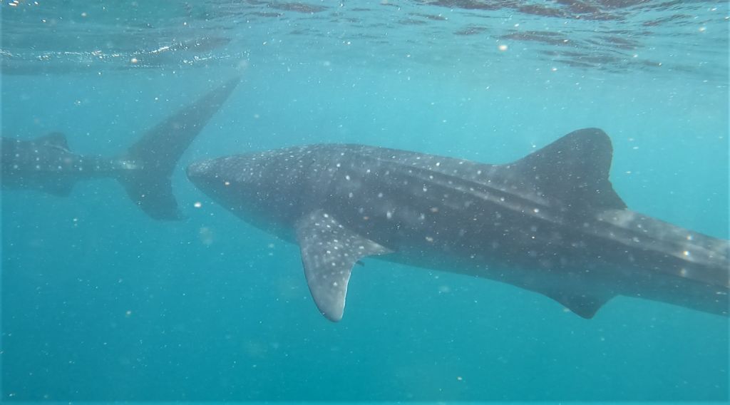 38a925c7-2409-435a-b840-dbf6e020234f