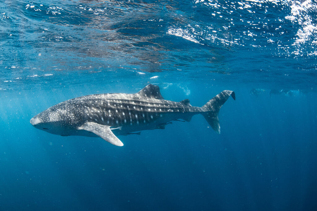 d79a75e6-cb20-40e0-8c43-8896100d255d