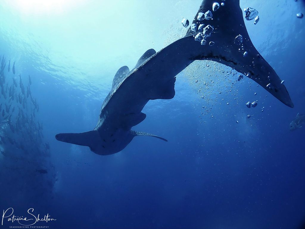 1d1b4ea4-5c0f-4347-991e-80c2e6fda370