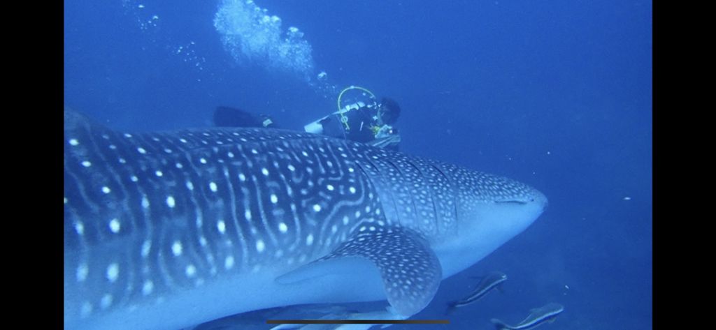 015e47e2-6583-412e-b98a-6a2c47485127