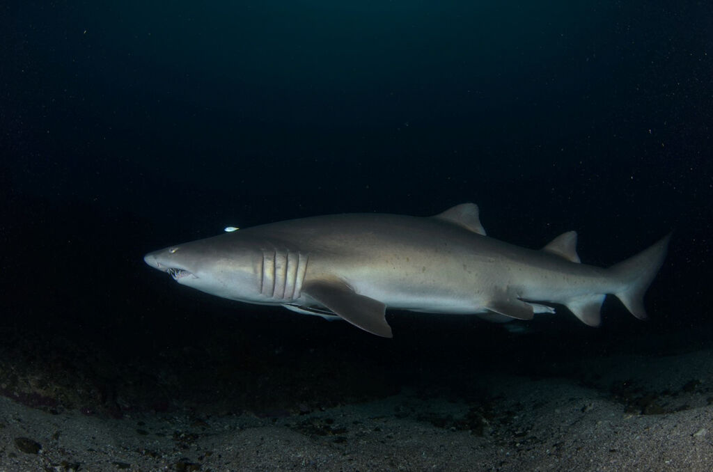 d87861bb-6f46-4d62-9ba3-b369ab58cded