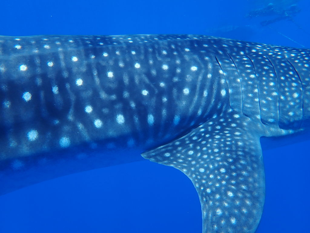 43c4ebc2-415e-45e9-9141-1c80e937b38f