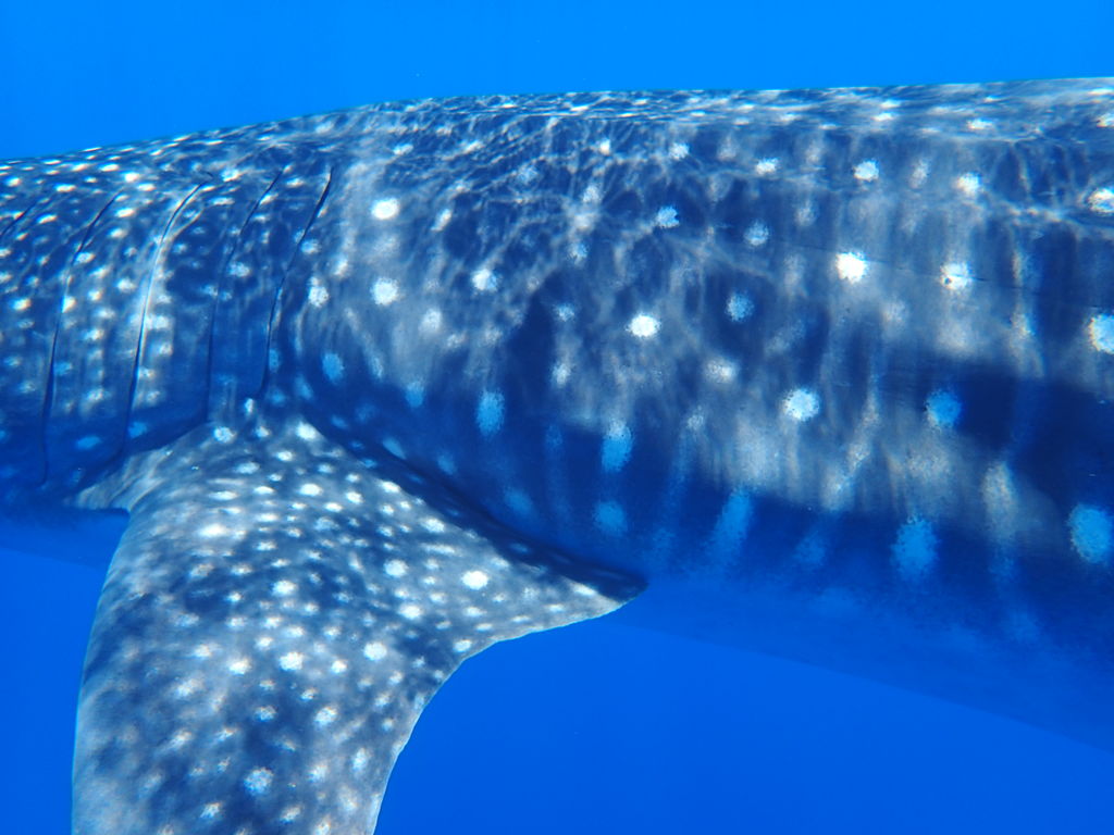 43c4ebc2-415e-45e9-9141-1c80e937b38f